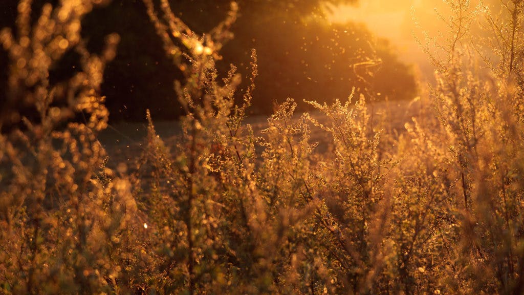 Field