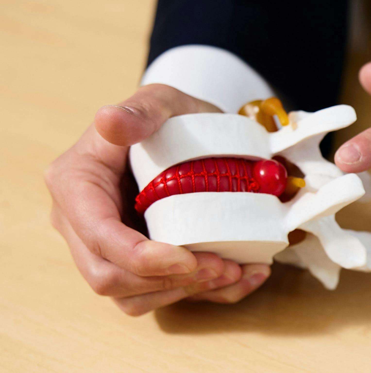 person inspecting a model of a spine