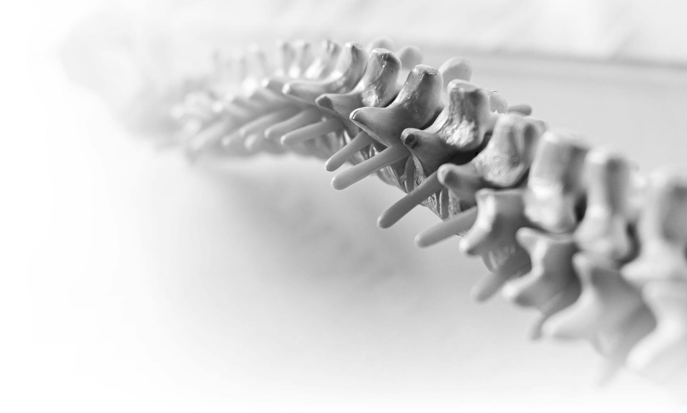 model of a spine
