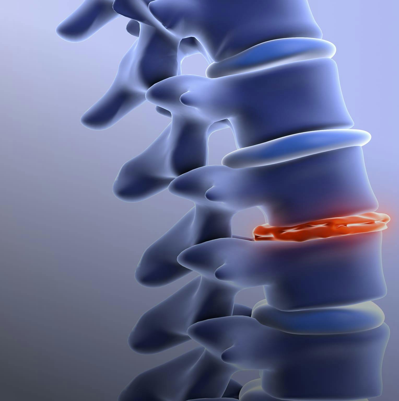 person inspecting a model of a spine