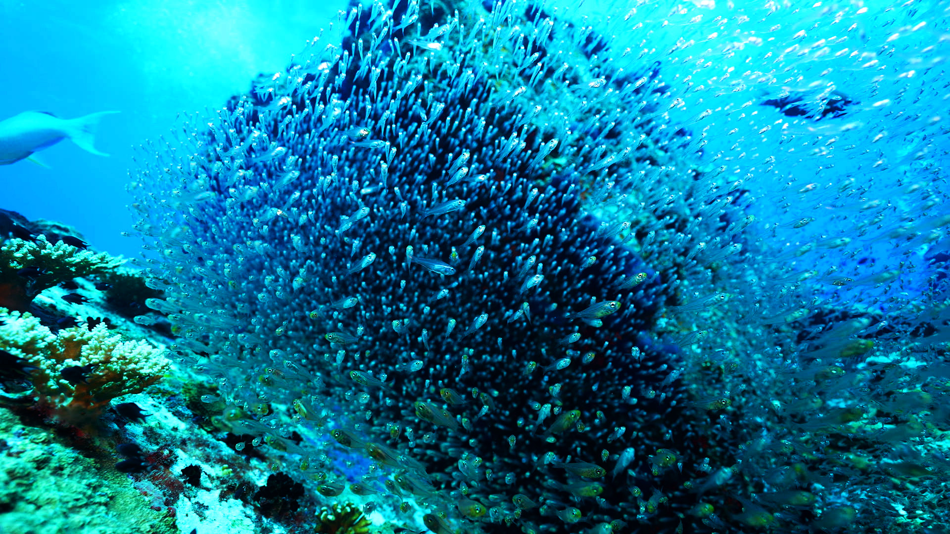 OceanX