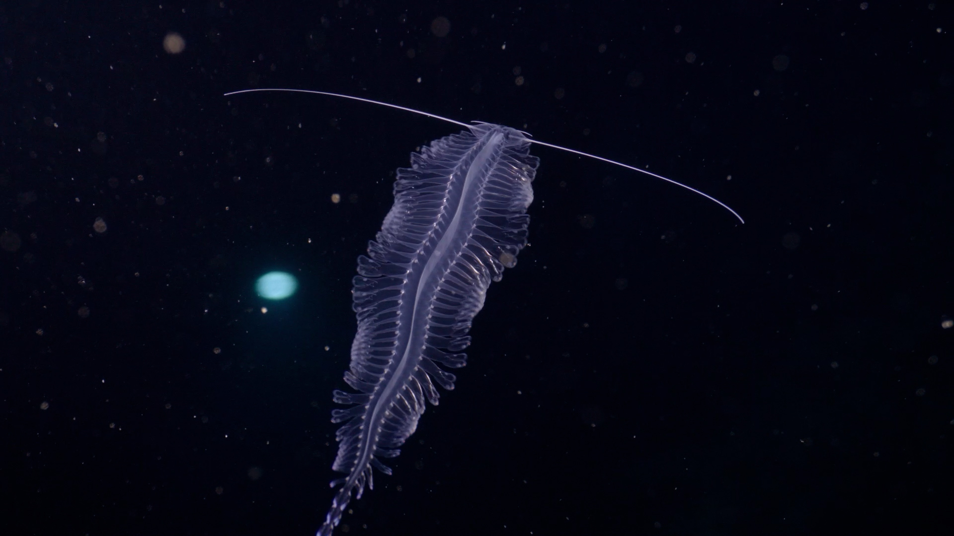 OceanX