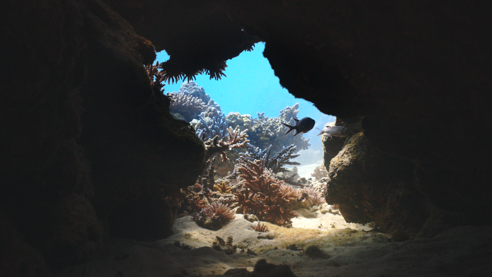 Into the Ocean: Journey Beneath | OceanX Exhibition