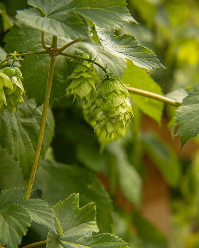 Idletyme Brewing Co. image 24