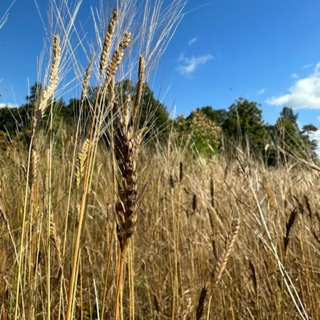 Wild Ember Bread image 6