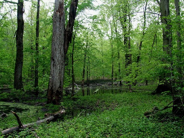 Warren Woods State Park image 1