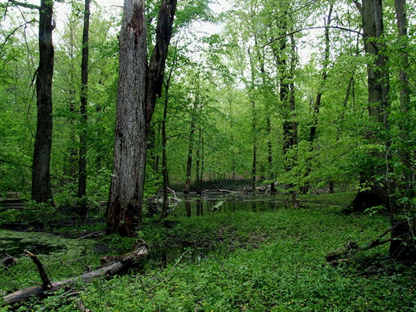 Warren Woods State Park image 1