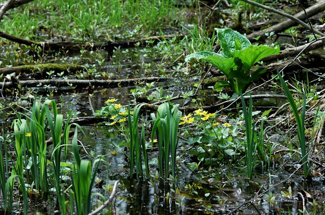 Ambler Flatwoods image 15