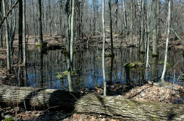 Ambler Flatwoods image 5