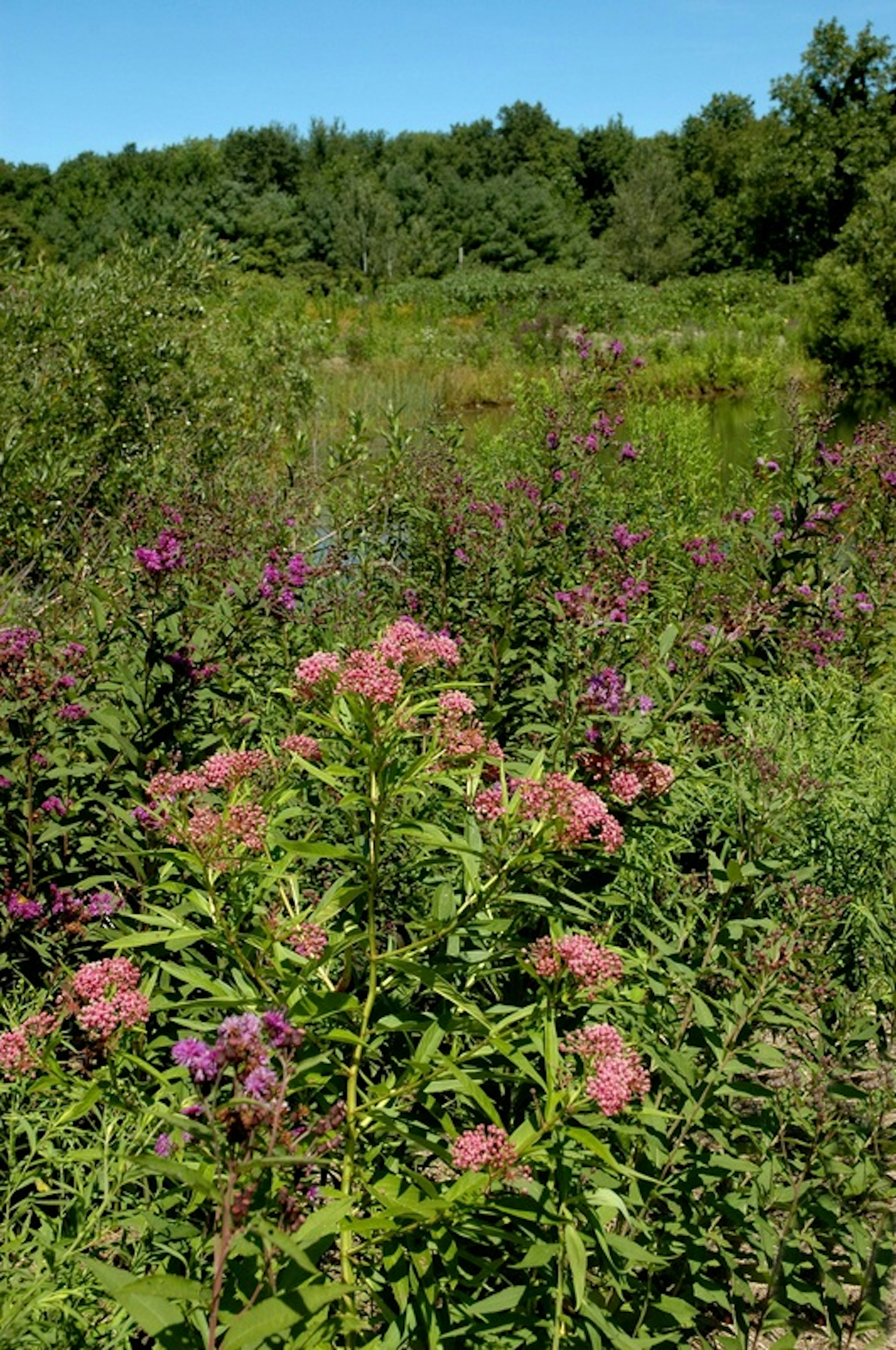Ambler Flatwoods, photo