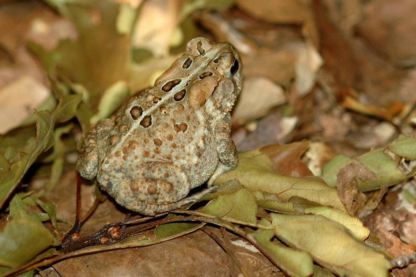 Ambler Flatwoods image 2