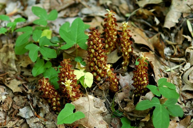 Ambler Flatwoods image 6