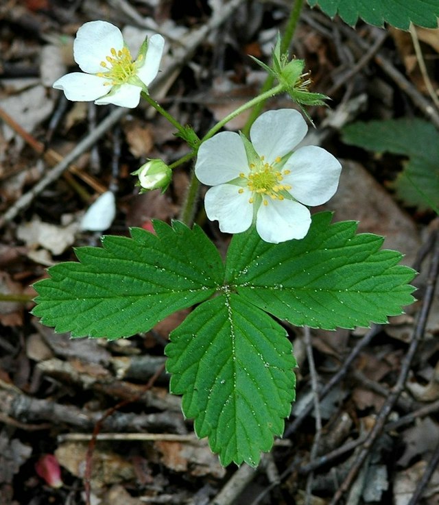 Ambler Flatwoods image 7