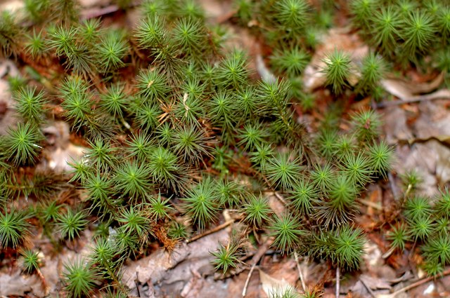 Ambler Flatwoods image 11