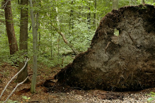 Ambler Flatwoods image 9