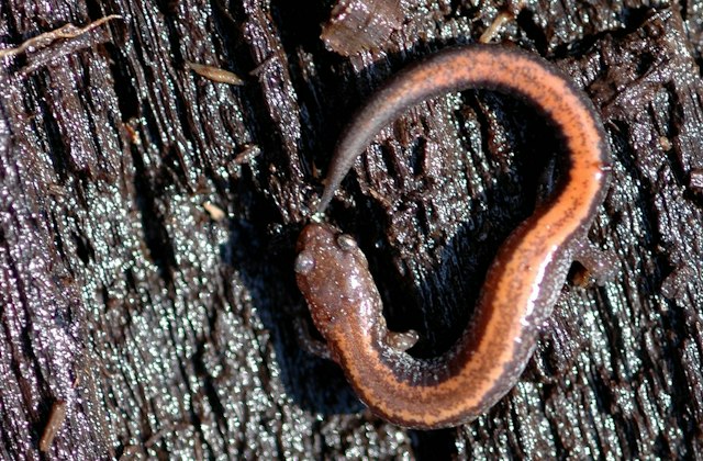 Ambler Flatwoods image 10