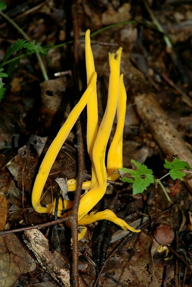 Ambler Flatwoods image 12