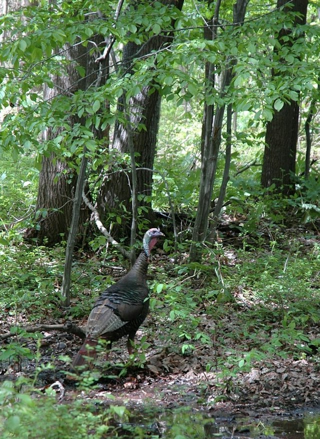 Ambler Flatwoods image 14