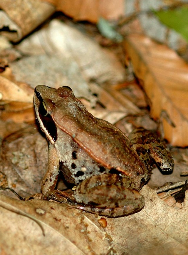 Ambler Flatwoods image 13