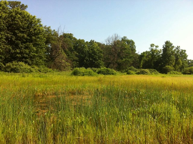 Grand Beach Marsh Reserve image 3
