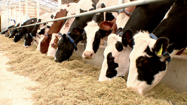 Shuler Dairy Farms image 1