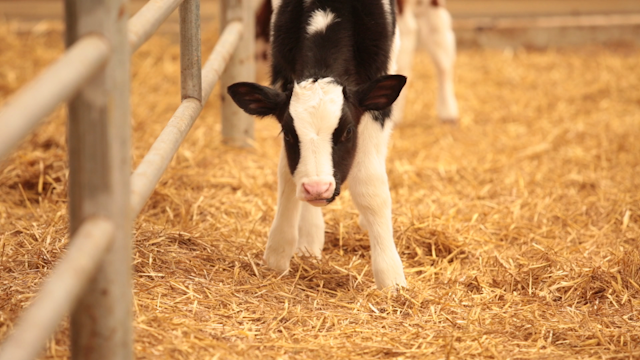 Shuler Dairy Farms image 8