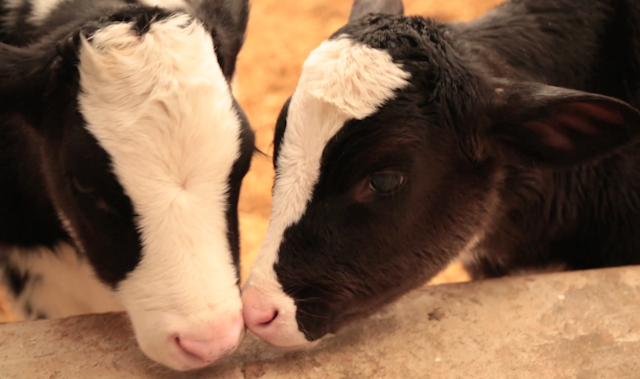 Shuler Dairy Farms image 9