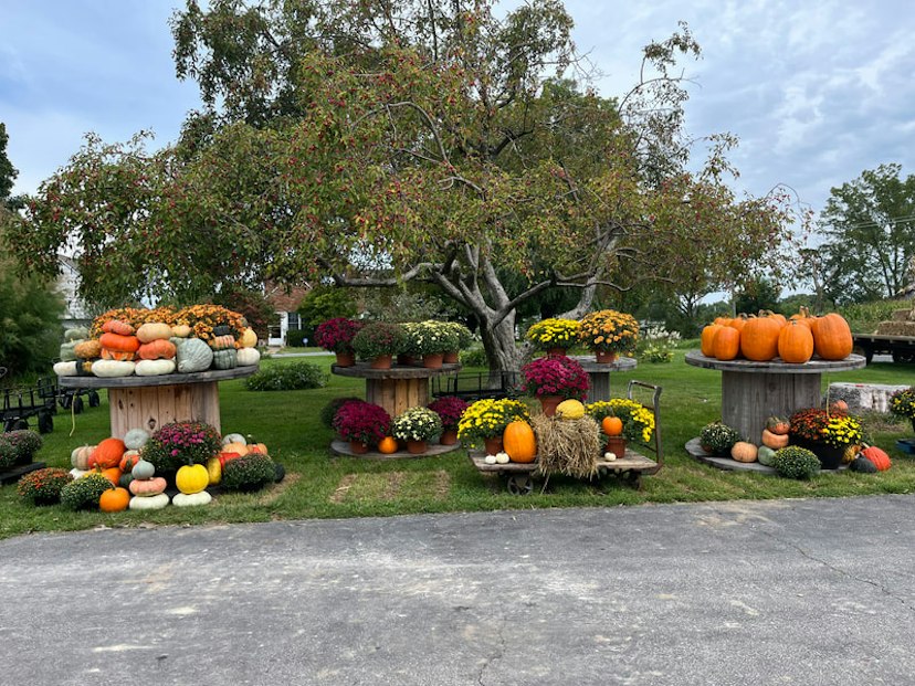 Twin Maple Orchards image 1