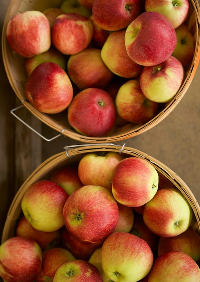 Twin Maple Orchards image 9