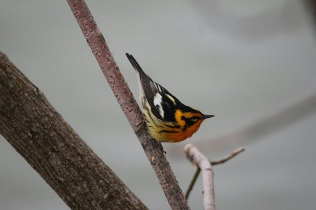 Sarett Nature Center image 5