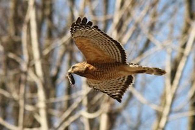 Sarett Nature Center image 6