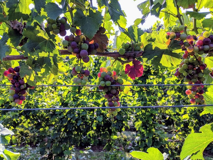 Moonrise Winery image 3