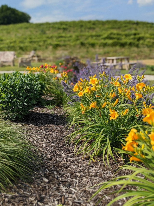 Moonrise Winery image 5