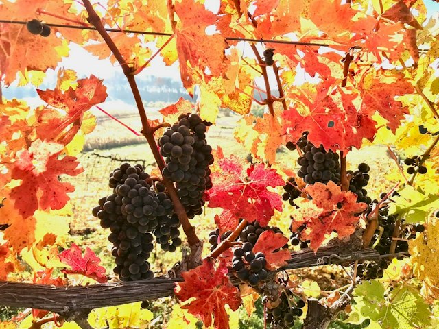 Moonrise Winery image 14
