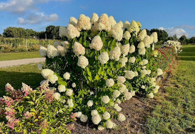 Moonrise Winery image 19