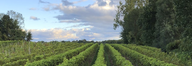 12 Corners Vineyards image 6