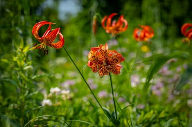 Fernwood Botanical Garden & Nature Preserve image 9