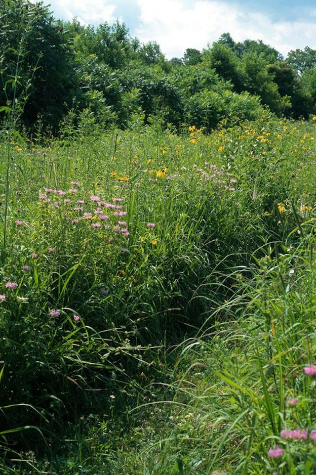 Fernwood Botanical Garden & Nature Preserve image 10