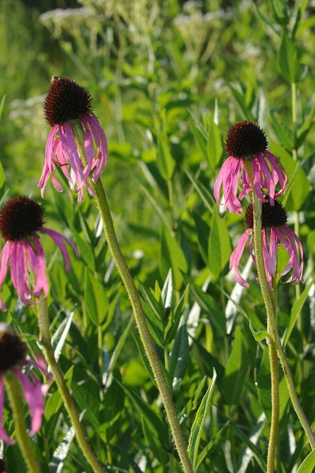 Fernwood Botanical Garden & Nature Preserve image 11