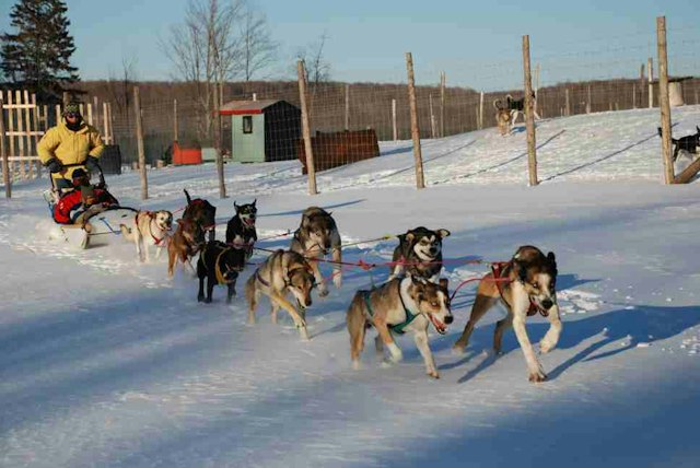 Eden Ethical Dogsledding image 1