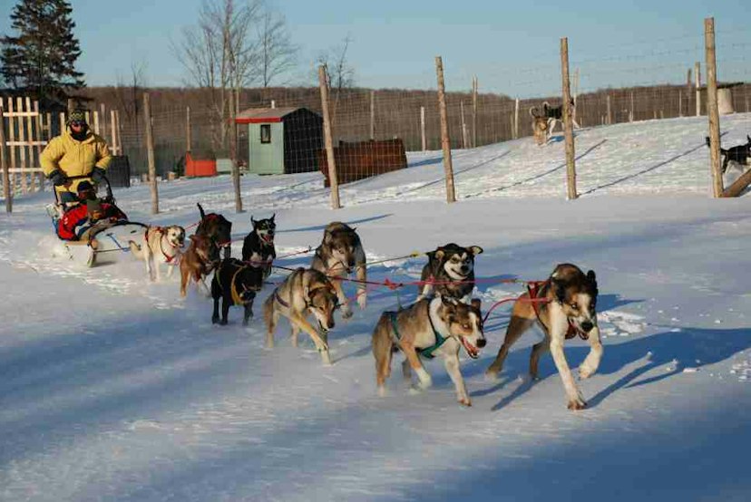 Eden Ethical Dogsledding image 1