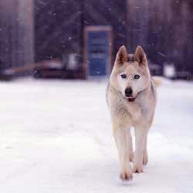 Eden Ethical Dogsledding image 3