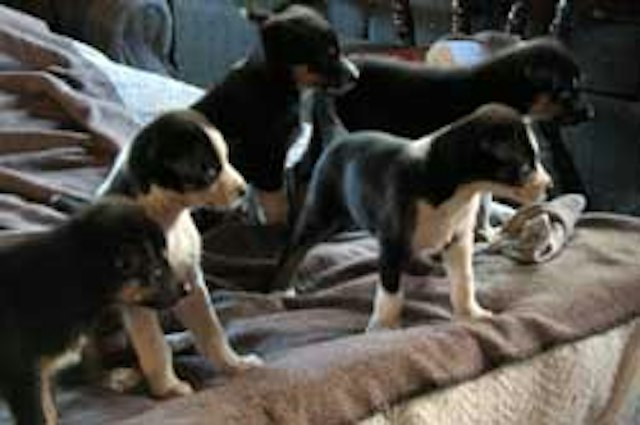 Eden Ethical Dogsledding image 5