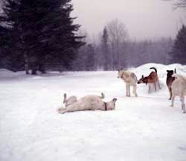 Eden Ethical Dogsledding image 4