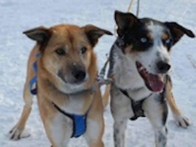 Eden Ethical Dogsledding image 8