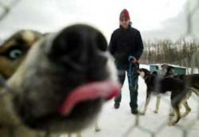 Eden Ethical Dogsledding image 7