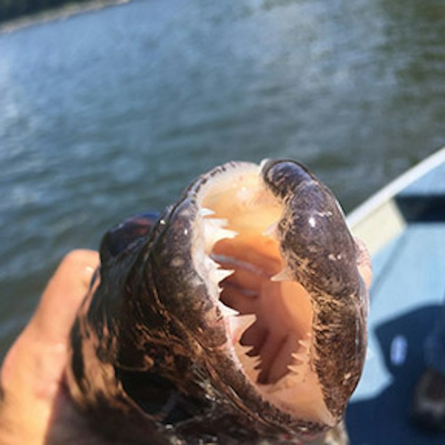 Catamount Fishing Adventures image 8