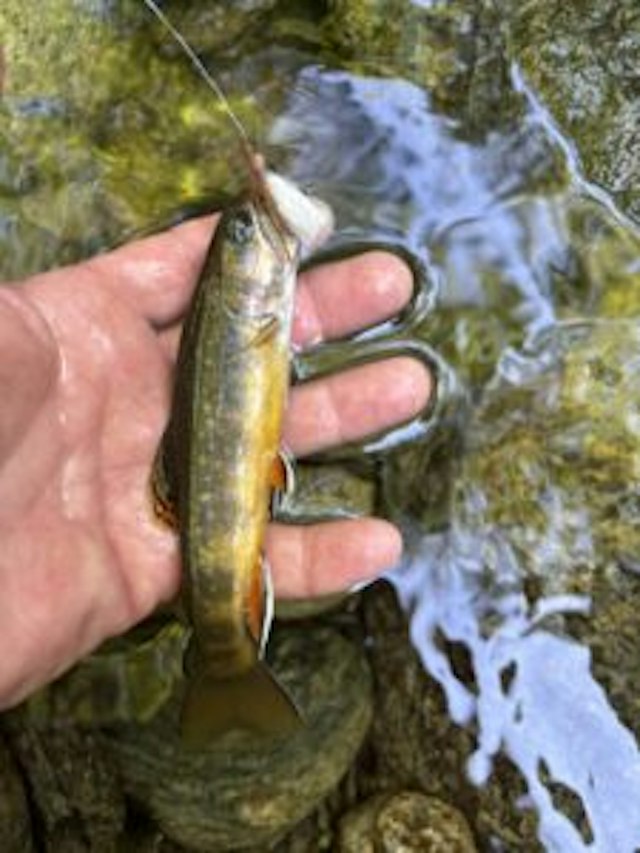 Catamount Fishing Adventures image 10