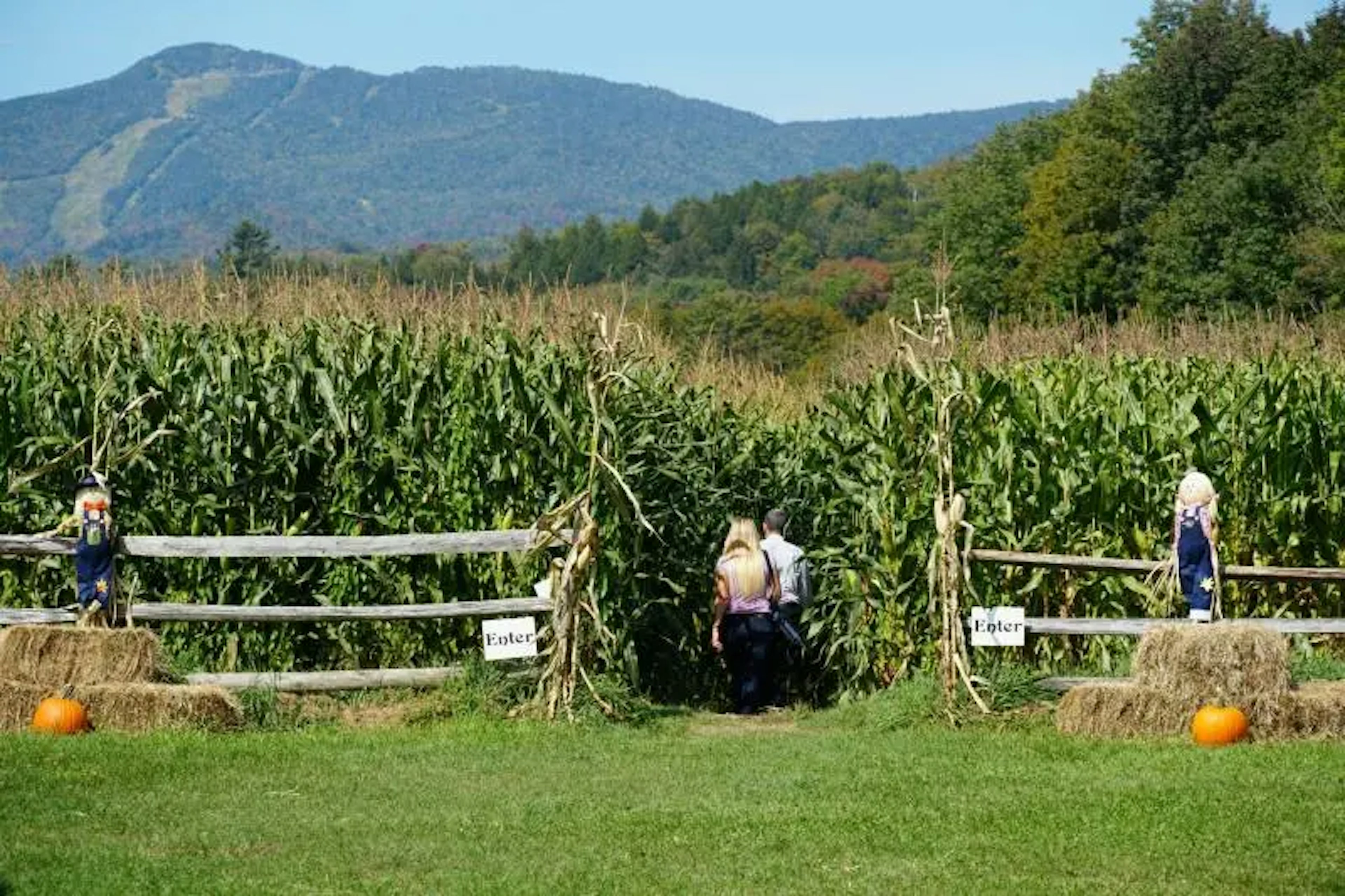 Percy Farm Corn Maze, photo
