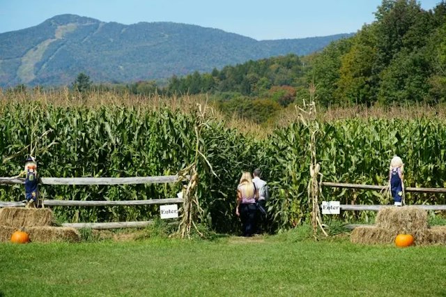 Percy Farm Corn Maze image 1
